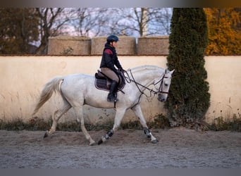Czeski koń gorącokrwisty (CSFR), Ogier, 13 lat, 167 cm, Biała