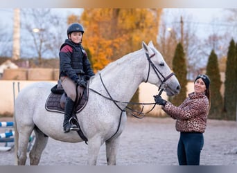 Czeski koń gorącokrwisty (CSFR), Ogier, 13 lat, 167 cm, Biała