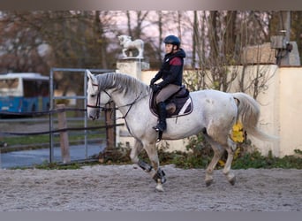 Czeski koń gorącokrwisty (CSFR), Ogier, 14 lat, 167 cm, Biała
