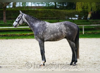 Czeski koń gorącokrwisty (CSFR), Wałach, 4 lat, 168 cm, Siwa