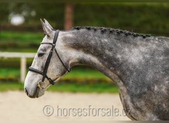Czeski koń gorącokrwisty (CSFR), Wałach, 4 lat, 168 cm, Siwa