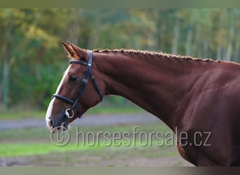 Czeski koń gorącokrwisty (CSFR), Klacz, 7 lat, 169 cm, Kasztanowata