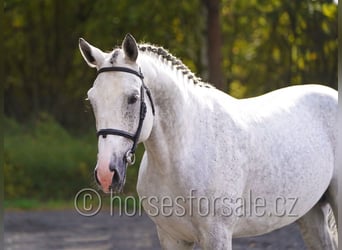 Czeski koń gorącokrwisty (CSFR), Ogier, 6 lat, 172 cm, Siwa