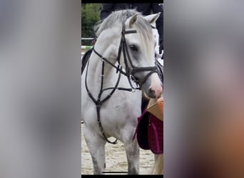 Czeski koń gorącokrwisty, Klacz, 10 lat, 160 cm, Siwa