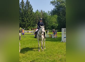 Czeski koń gorącokrwisty, Klacz, 10 lat, 168 cm, Siwa w hreczce