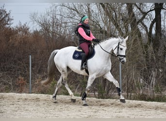Czeski koń gorącokrwisty, Klacz, 10 lat, 169 cm, Siwa