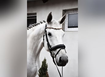 Czeski koń gorącokrwisty, Klacz, 10 lat, 169 cm, Siwa