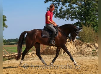 Czeski koń gorącokrwisty, Klacz, 11 lat, 160 cm, Ciemnogniada