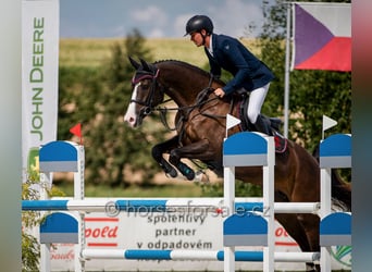 Czeski koń gorącokrwisty, Klacz, 11 lat, 160 cm, Ciemnogniada