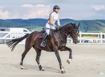 Czeski koń gorącokrwisty, Klacz, 11 lat, 165 cm, Kara