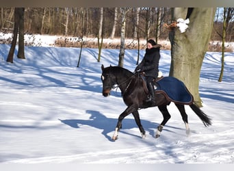 Czeski koń gorącokrwisty, Klacz, 11 lat, 165 cm, Kara