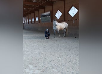 Czeski koń gorącokrwisty, Klacz, 11 lat, 170 cm, Siwa jabłkowita