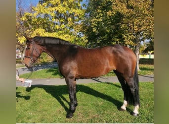 Czeski koń gorącokrwisty, Klacz, 11 lat, 172 cm, Gniada