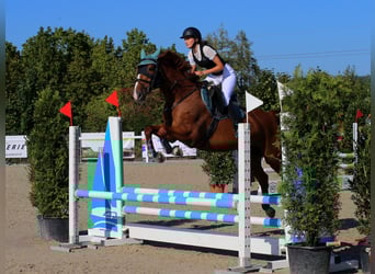 Czeski koń gorącokrwisty, Klacz, 12 lat, 168 cm, Kasztanowata