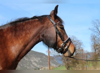 Czeski koń gorącokrwisty, Klacz, 14 lat, 165 cm, Gniada