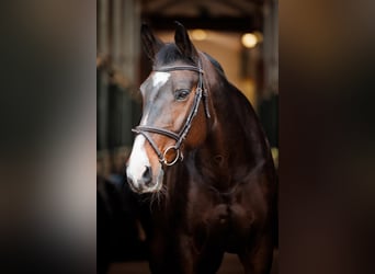 Czeski koń gorącokrwisty, Klacz, 14 lat, 165 cm, Gniada