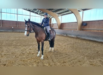 Czeski koń gorącokrwisty, Klacz, 14 lat, 168 cm, Ciemnogniada