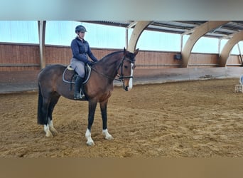 Czeski koń gorącokrwisty, Klacz, 14 lat, 168 cm, Ciemnogniada