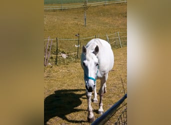 Czeski koń gorącokrwisty, Klacz, 16 lat, 165 cm, Siwa w hreczce