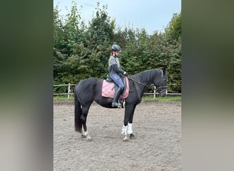 Czeski koń gorącokrwisty, Klacz, 18 lat, 163 cm, Ciemnogniada