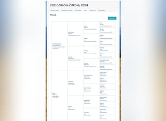 Czeski koń gorącokrwisty, Klacz, 1 Rok, Gniada