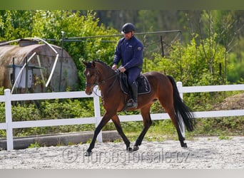 Czeski koń gorącokrwisty, Klacz, 4 lat, 165 cm, Gniada