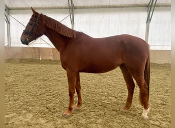 Czeski koń gorącokrwisty, Klacz, 4 lat, 170 cm, Ciemnokasztanowata