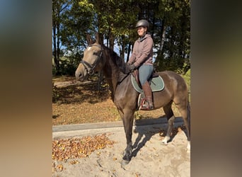 Czeski koń gorącokrwisty, Klacz, 4 lat, 170 cm, Jelenia