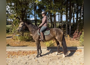 Czeski koń gorącokrwisty, Klacz, 4 lat, 170 cm, Jelenia