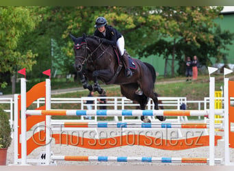 Czeski koń gorącokrwisty, Klacz, 5 lat, 165 cm, Skarogniada