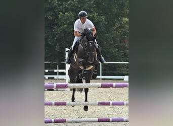 Czeski koń gorącokrwisty, Klacz, 5 lat, 166 cm, Gniada