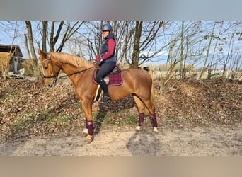 Czeski koń gorącokrwisty, Klacz, 5 lat, 168 cm, Kasztanowata