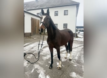 Czeski koń gorącokrwisty, Klacz, 5 lat, 170 cm, Ciemnogniada