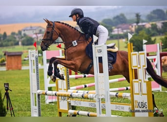 Czeski koń gorącokrwisty, Klacz, 6 lat, 162 cm, Gniada