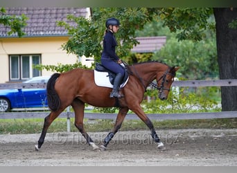Czeski koń gorącokrwisty, Klacz, 6 lat, 162 cm, Gniada