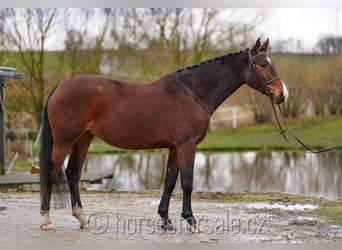 Czeski koń gorącokrwisty, Klacz, 6 lat, 163 cm, Gniada