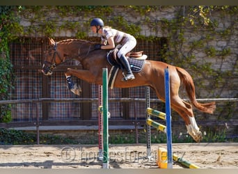 Czeski koń gorącokrwisty, Klacz, 6 lat, 166 cm, Kasztanowata
