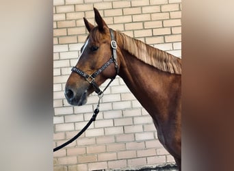 Czeski koń gorącokrwisty, Klacz, 6 lat, 168 cm, Kasztanowata