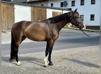 Czeski koń gorącokrwisty, Klacz, 6 lat, 172 cm, Ciemnogniada