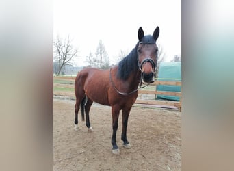 Czeski koń gorącokrwisty, Klacz, 7 lat, 163 cm, Gniada