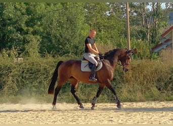 Czeski koń gorącokrwisty, Klacz, 7 lat, 163 cm, Gniada