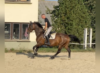 Czeski koń gorącokrwisty, Klacz, 7 lat, 163 cm, Gniada