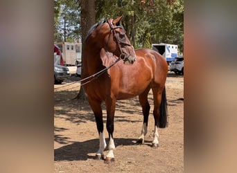 Czeski koń gorącokrwisty, Klacz, 7 lat, 165 cm, Gniada