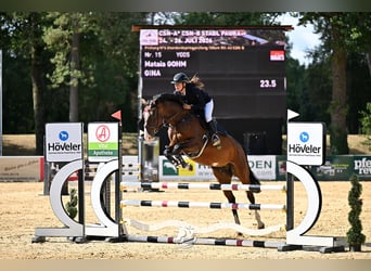 Czeski koń gorącokrwisty, Klacz, 7 lat, 165 cm, Gniada