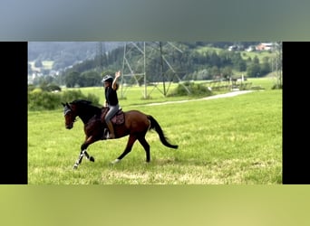 Czeski koń gorącokrwisty, Klacz, 7 lat, 167 cm, Gniada