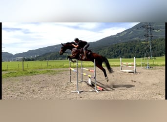 Czeski koń gorącokrwisty, Klacz, 7 lat, 167 cm, Gniada