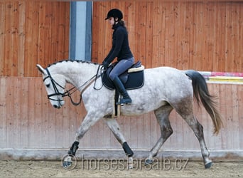 Czeski koń gorącokrwisty, Klacz, 7 lat, 168 cm, Siwa