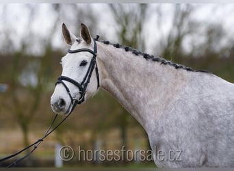 Czeski koń gorącokrwisty, Klacz, 7 lat, 168 cm, Siwa
