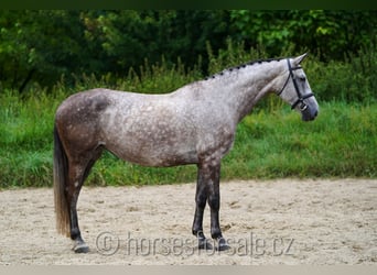 Czeski koń gorącokrwisty, Klacz, 7 lat, 172 cm, Siwa