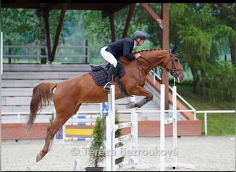 Czeski koń gorącokrwisty, Klacz, 7 lat, 174 cm, Kasztanowata